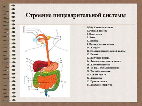 Негативное воздействие на функционирование пищеварительной системы