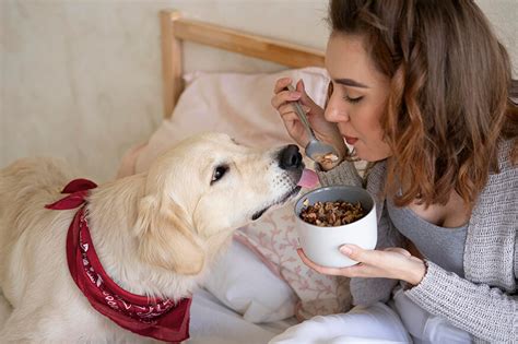 Негативный опыт встреч с другими собаками