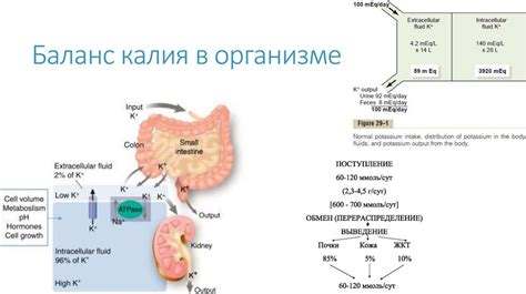 Недостаток электролитов и нарушение гомеостаза