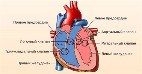 Недостаточность легочного клапана 1 степени