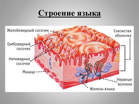 Неисправные слизистые оболочки