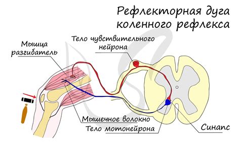 Нейроны в рефлекторной дуге: важность оптимизации