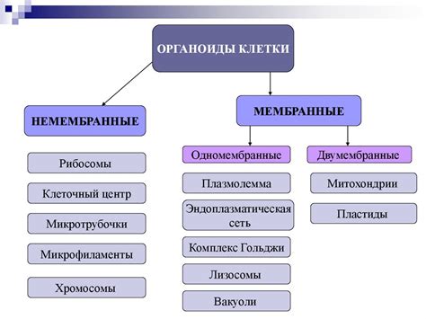 Немембранные органеллы клетки: Вакуоли и управление концентрацией