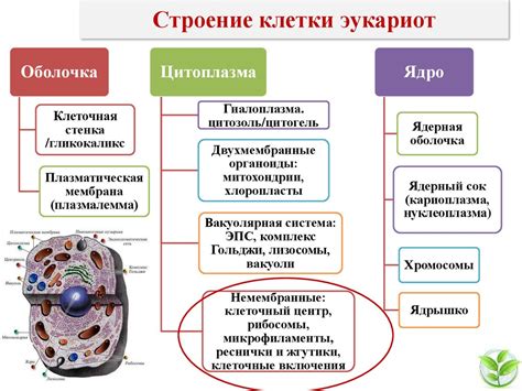 Немембранные органеллы клетки: Цитоскелет и поддержка формы