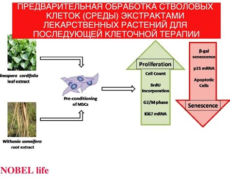 Необходимая предварительная обработка растений