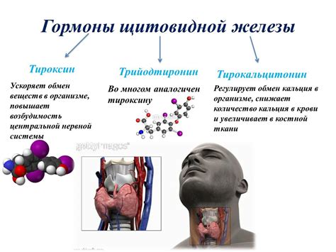 Необходимость гормонов щитовидной железы