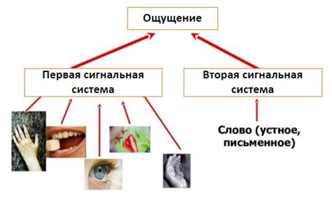 Непосредственные рефлексы