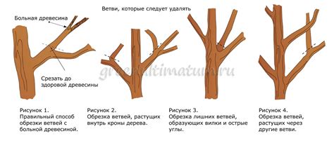 Неправильное обрезание дерева