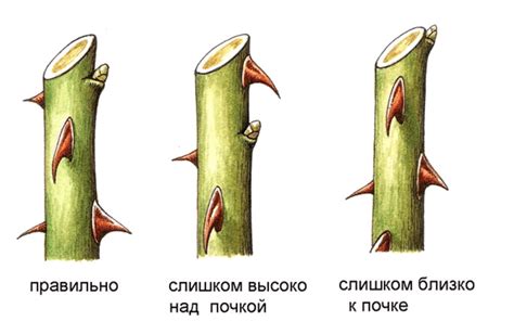 Неправильное обрезание роз