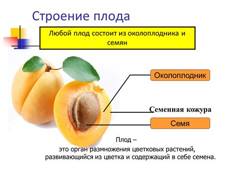 Неправильно развивающийся плод