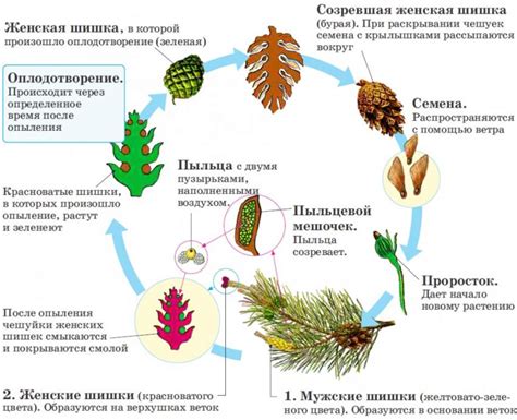 Непрерывный цикл эволюции