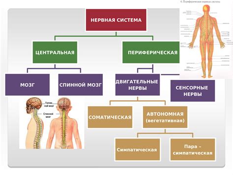 Неразвитая нервная система