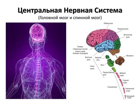 Нервная система и поведение