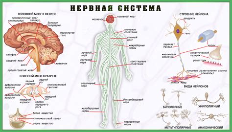 Нервная система - передача сигналов и координация деятельности