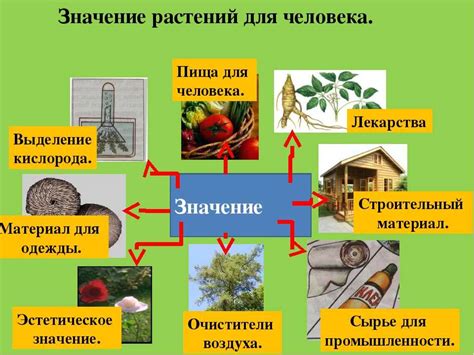 Неуравновешенное питание: важный фактор в жизни растения