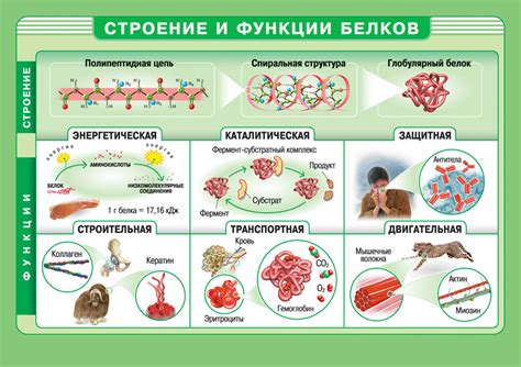 Нехватка белков и ее последствия