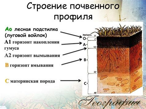 Нижний горизонт почвы - место скопления основных элементов