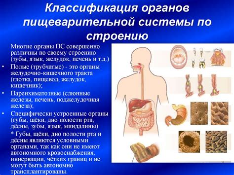 Нормализация пищеварительной системы