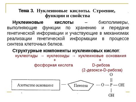 Нуклеиновые кислоты: ключевая роль в биологических процессах