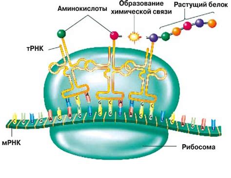 Нуклеотидные цепи и синтез белков