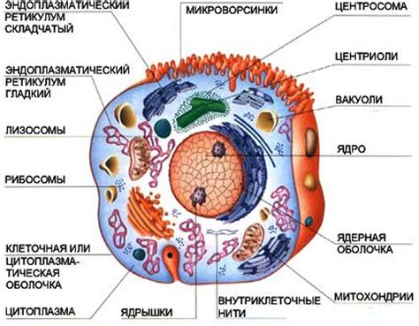 Обзор процесса питания клетки человека