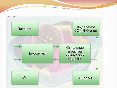 Обмен веществ и энергия: