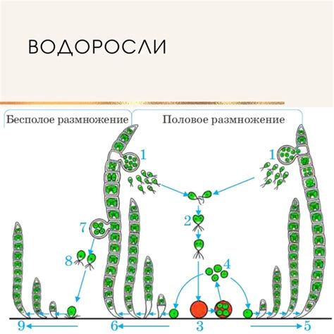 Образование гамет