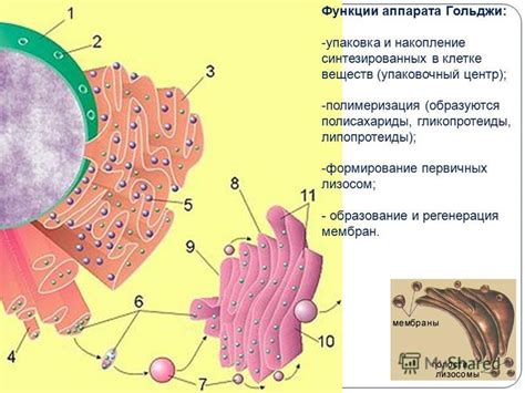 Образование и регенерация плазмы