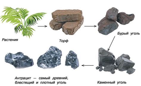 Образование каменного угля