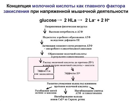 Образование молочной кислоты