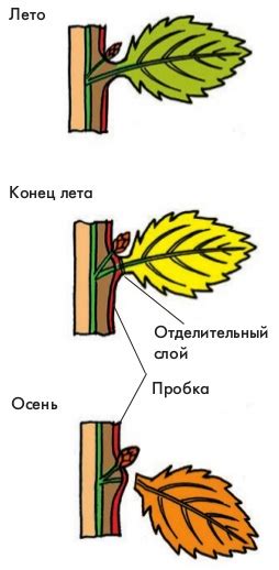 Образование пробки на основании стебля