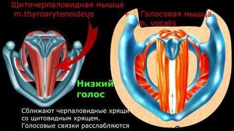 Образы и манеры влияют на голосовые связки