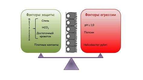 Обратите внимание на функцию пищеварительной системы