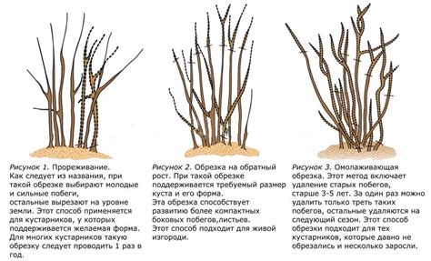 Обрезка и формирование лобелий для лучшего цветения