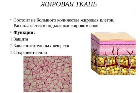 Общая информация о жировой ткани