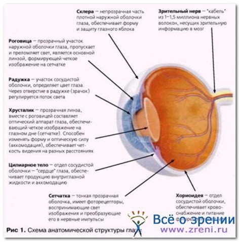 Общая информация о зрении и его состоянии