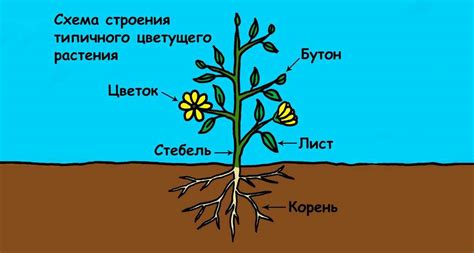 Общая структура растений