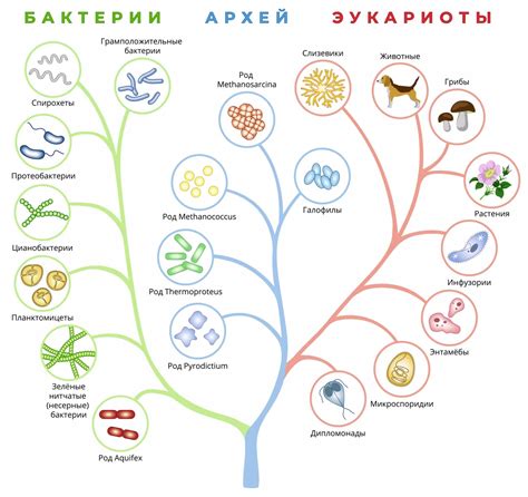 Общая филогения