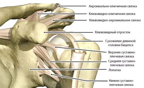 Общие мифы и заблуждения о растяжке сухожилия в плечевом суставе