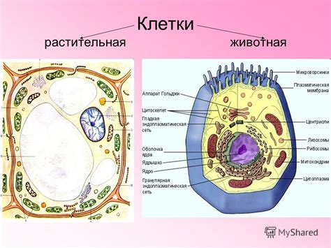 Общие особенности живых и растительных клеток