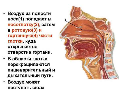 Общие рекомендации при попадании козявки в носоглотку