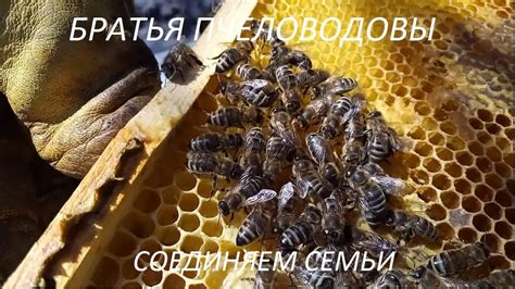 Объединение двух семей