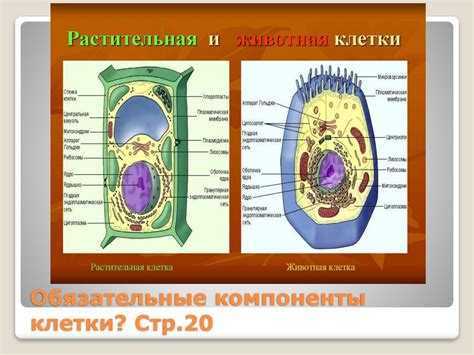 Обязательные компоненты АВС