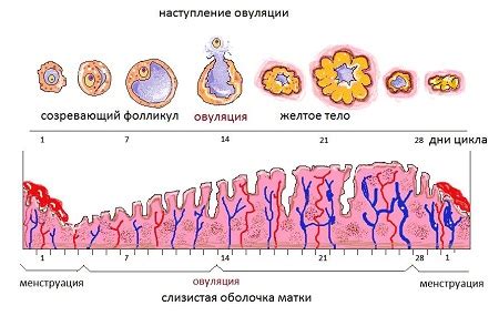 Овуляция и плодоносность