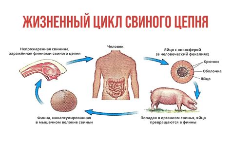 Ограничение контакта с домашними животными