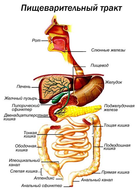 Огурцы и улучшение пищеварительной системы