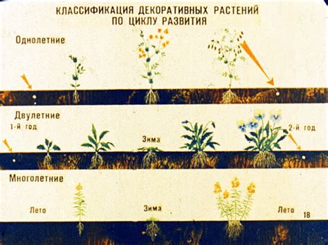 Однолетние и многолетние растения в первый год