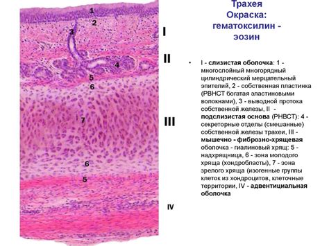 Окраска и размер генитальных органов