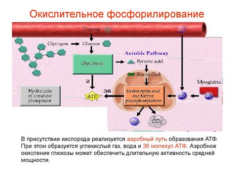 Оксидативное фосфорилирование