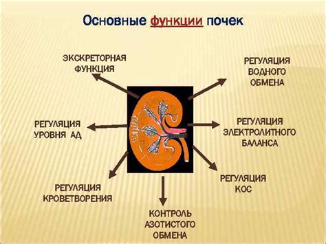 Оливкам нужна соль: регуляция водного баланса